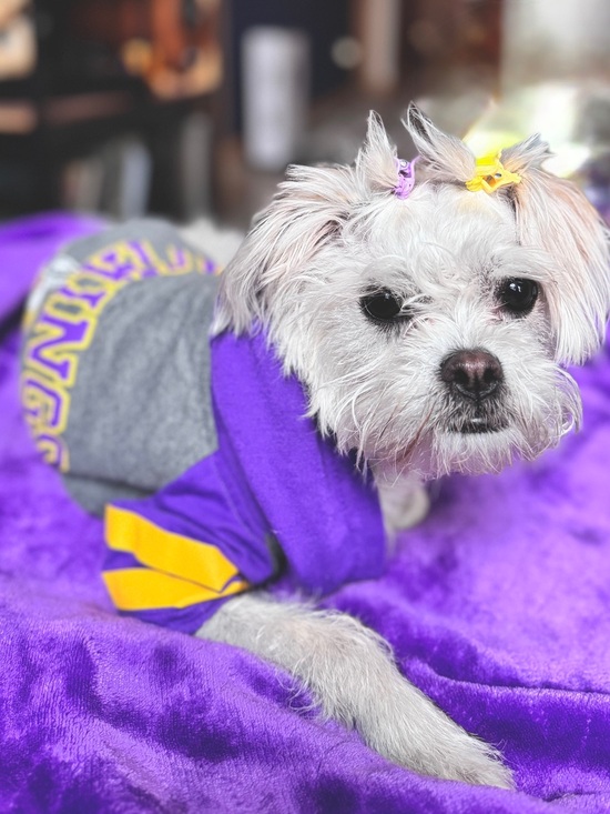 Pets First Other - Minnesota Vikings NFL Dog Cat Throwback Hoodie Tee by Pets First - Size Small